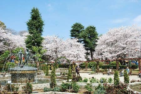 里見公園の桜