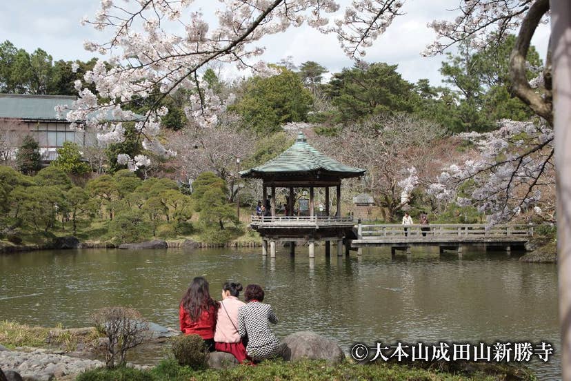 成田山公園の桜
