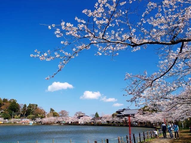 八鶴湖畔の桜