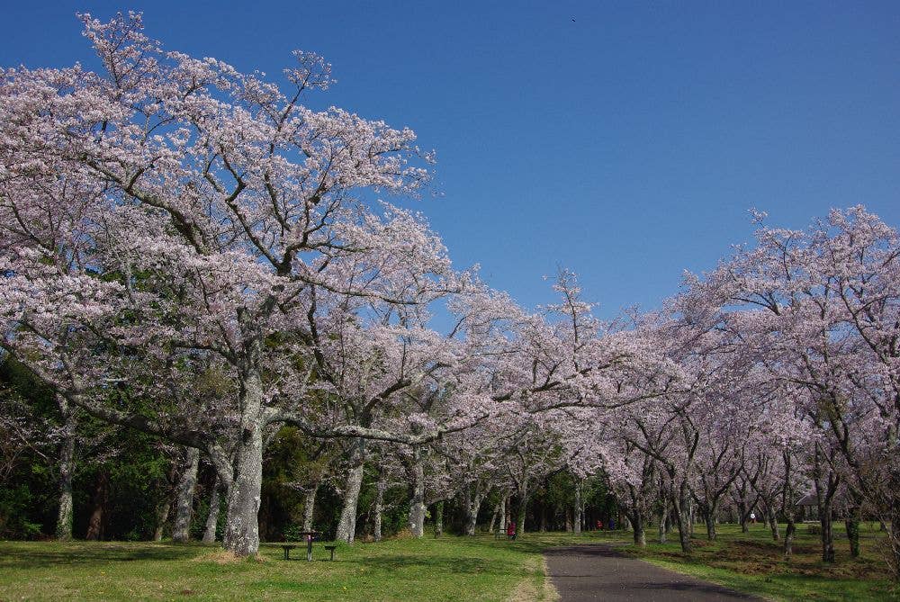 昭和の森の桜