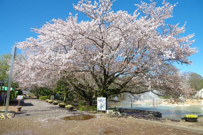 ふなばしアンデルセン公園の桜
