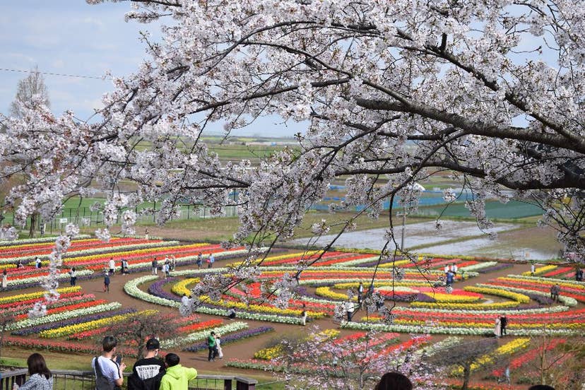 あけぼの山公園さくら山の桜
