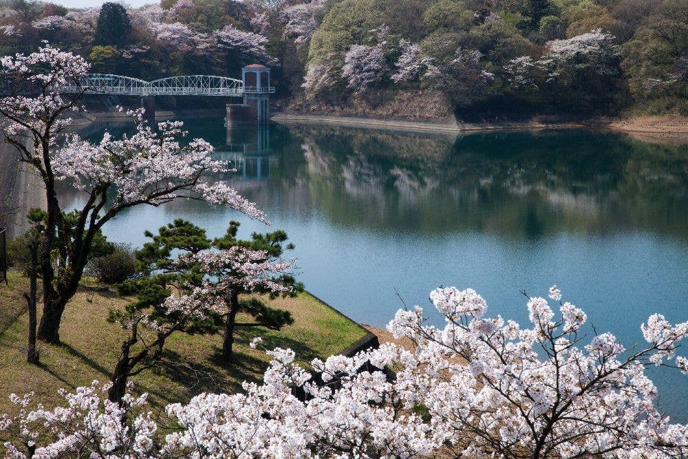 多摩湖（村山貯水池）の桜