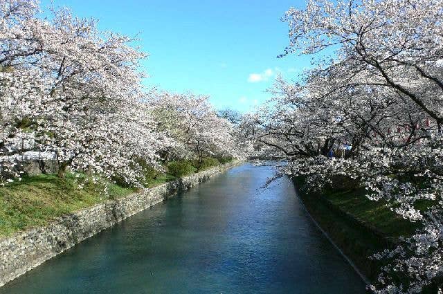羽村の堰の桜