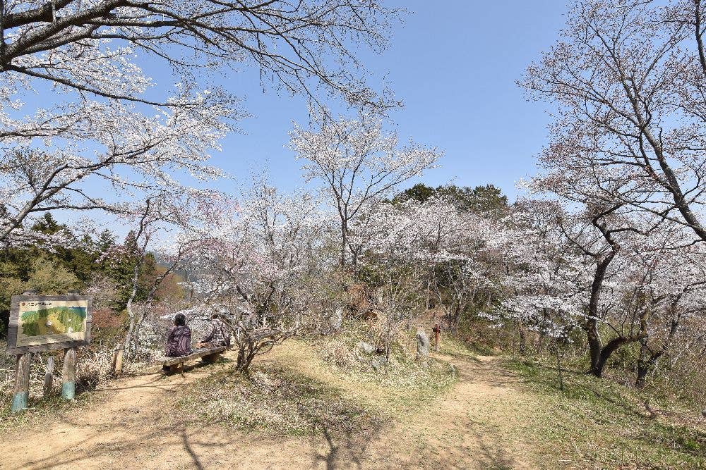 都立小峰公園の桜