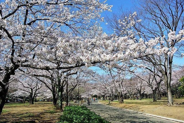 都立代々木公園の桜