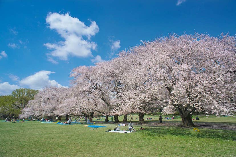 都立　砧公園の桜