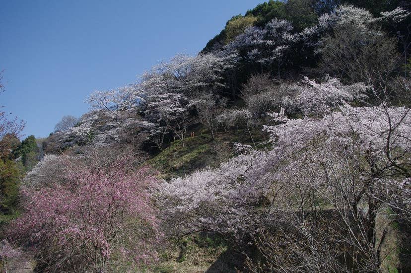 多摩森林科学園の桜