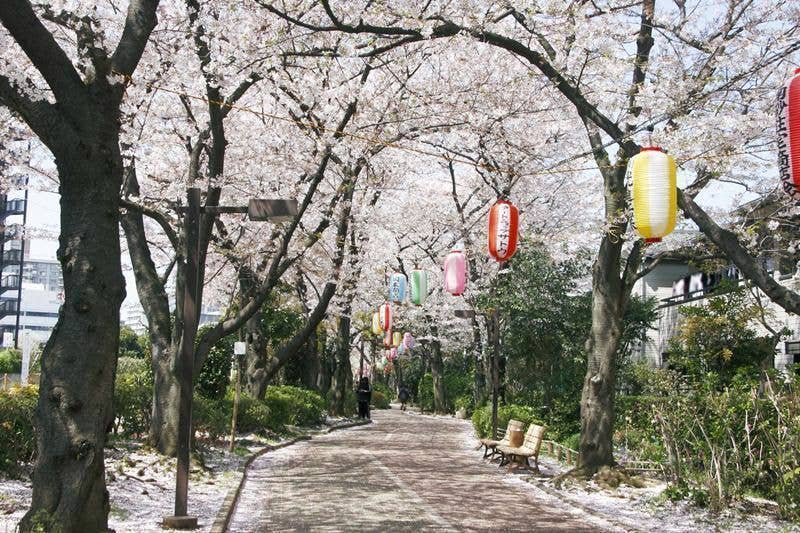仙台堀川公園・南砂緑道公園の桜