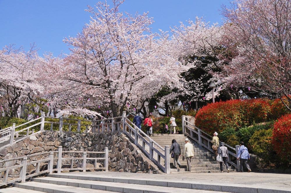 飛鳥山公園の桜