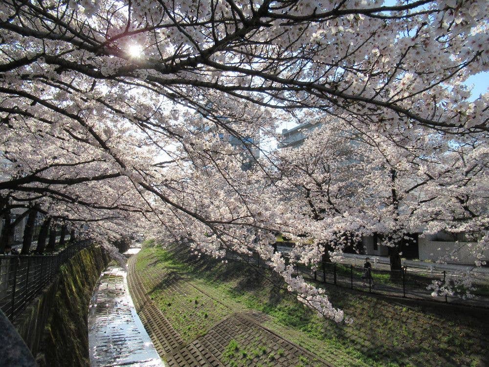 乞田川の桜