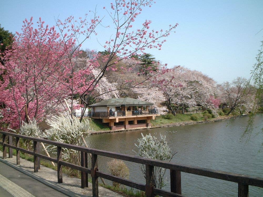 県立三ツ池公園の桜