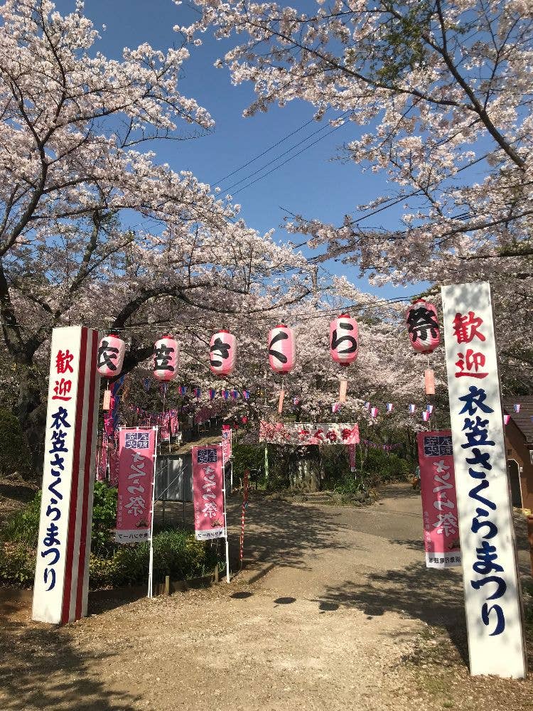 衣笠山公園の桜