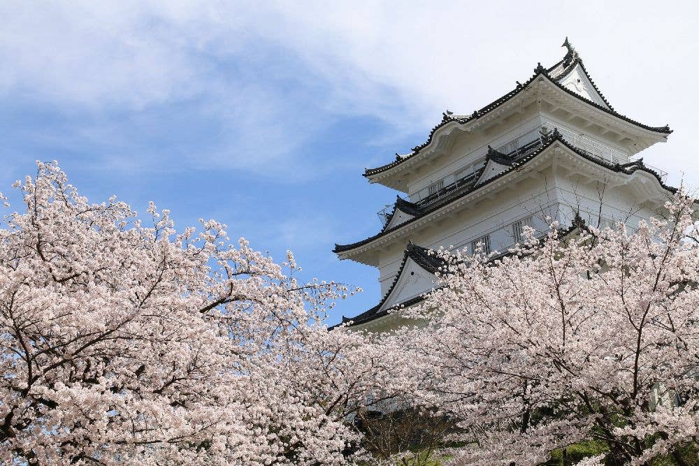 小田原城址公園の桜