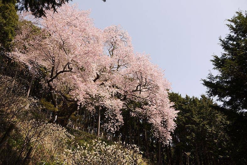 桜山（大山桜）