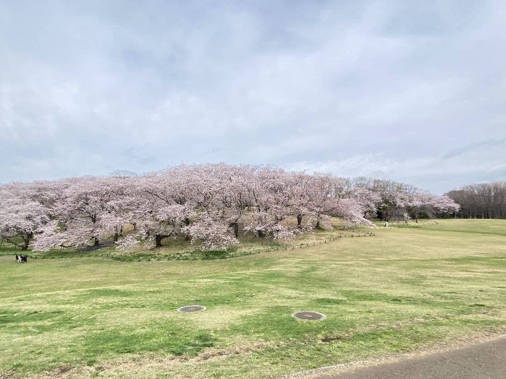 根岸森林公園の桜