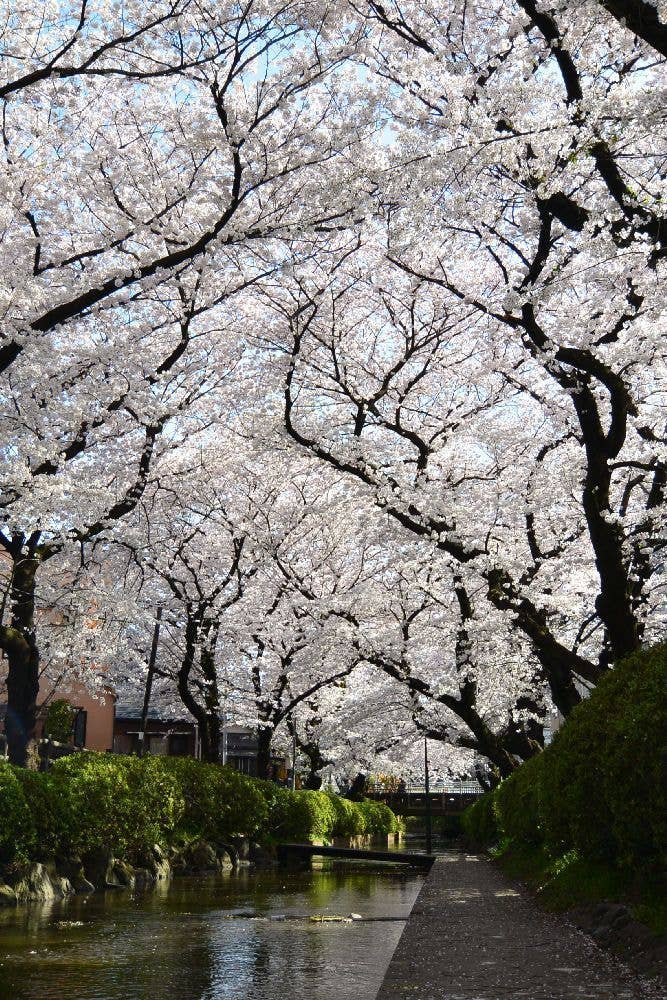 二ヶ領用水宿河原堀の桜