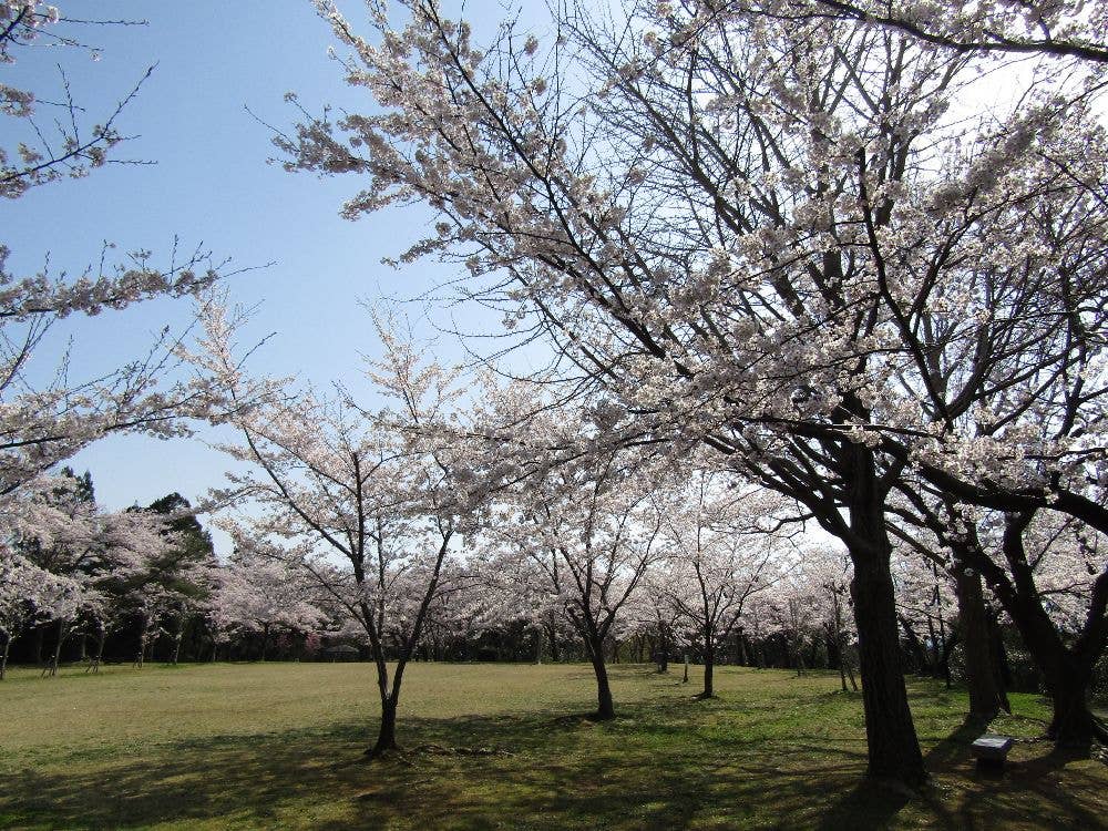 赤坂山公園の桜