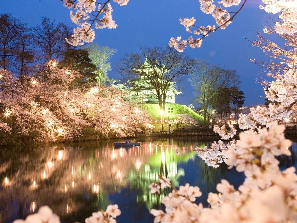 高田城址公園の桜