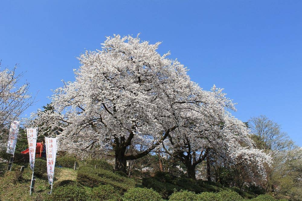 村松公園の桜