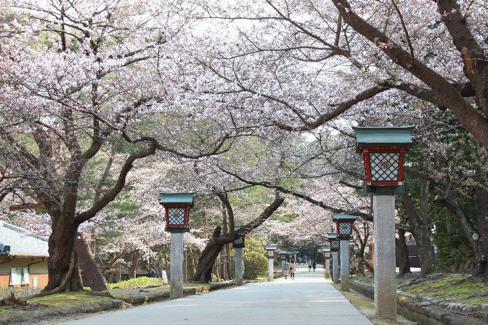 弥彦公園の桜