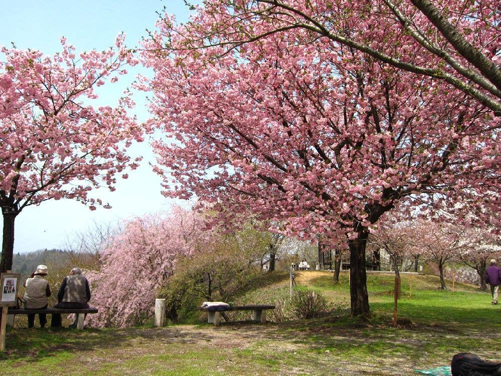 桜公園・大峰山橡平サクラ樹林