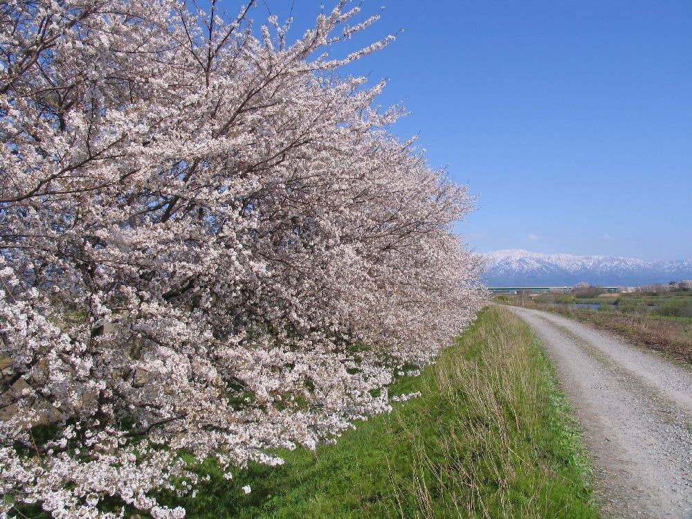 加治川堤桜・加治川治水記念公園