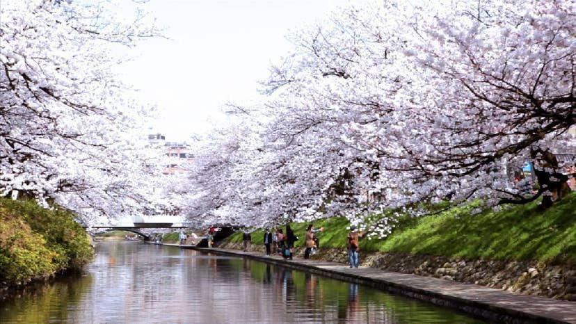 松川公園（松川べり）の桜