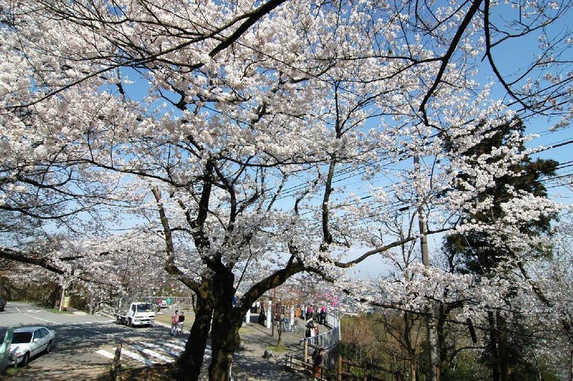 呉羽山公園の桜