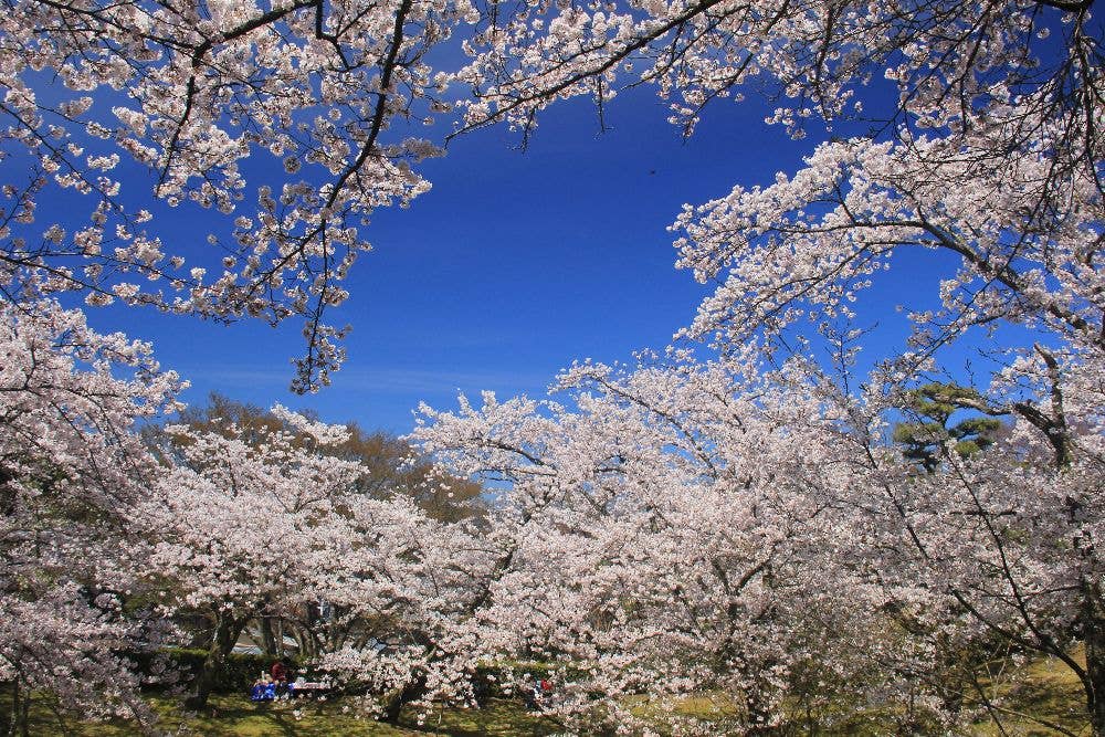 朝日山公園の桜