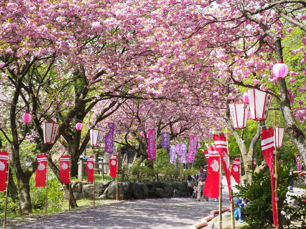 倶利伽羅県定公園の桜