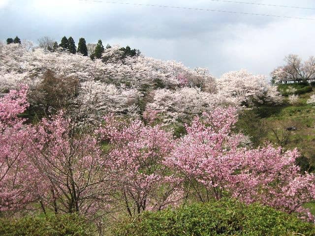 城ヶ山公園の桜