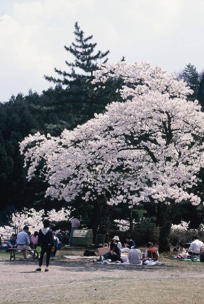 寺家公園の桜