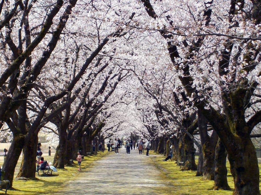 富山県中央植物園の桜