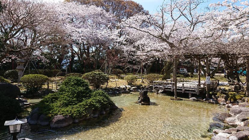 小丸山城址公園の桜