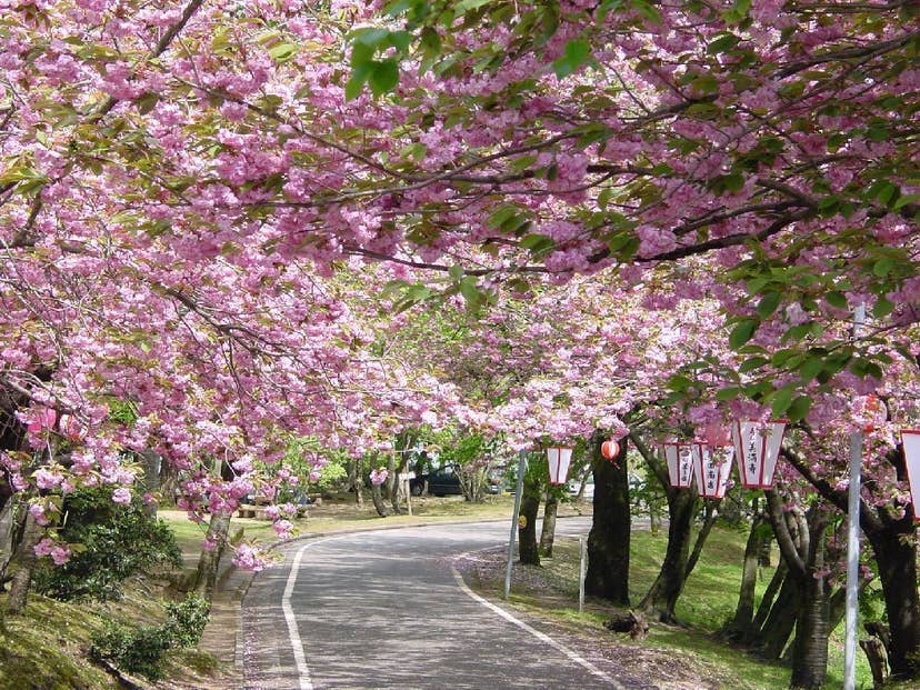 倶利迦羅不動寺周辺の桜