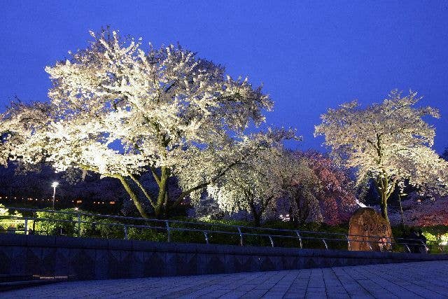 西山公園の桜