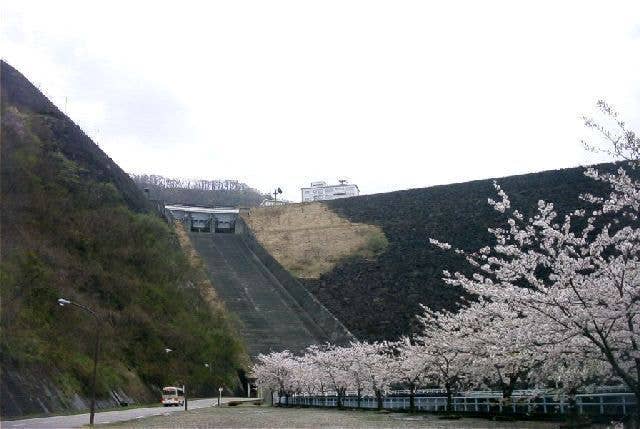 九頭竜ダムの桜
