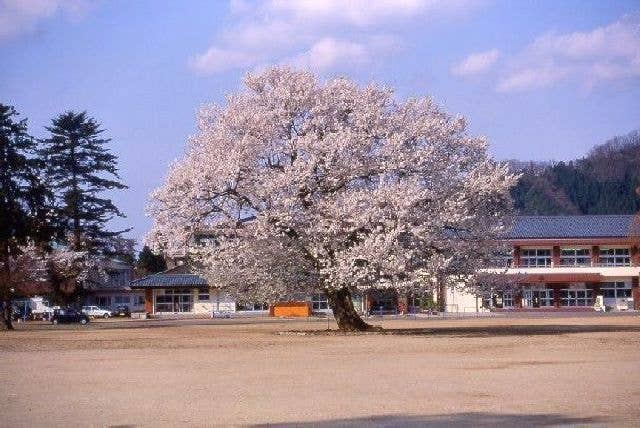 味真野小学校校庭の真ん中に咲く一本桜