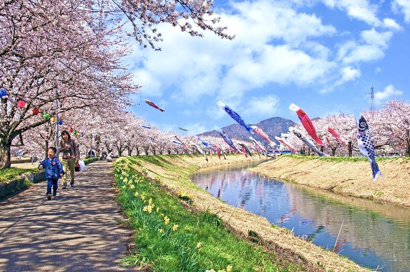 きらめきロード中河の桜