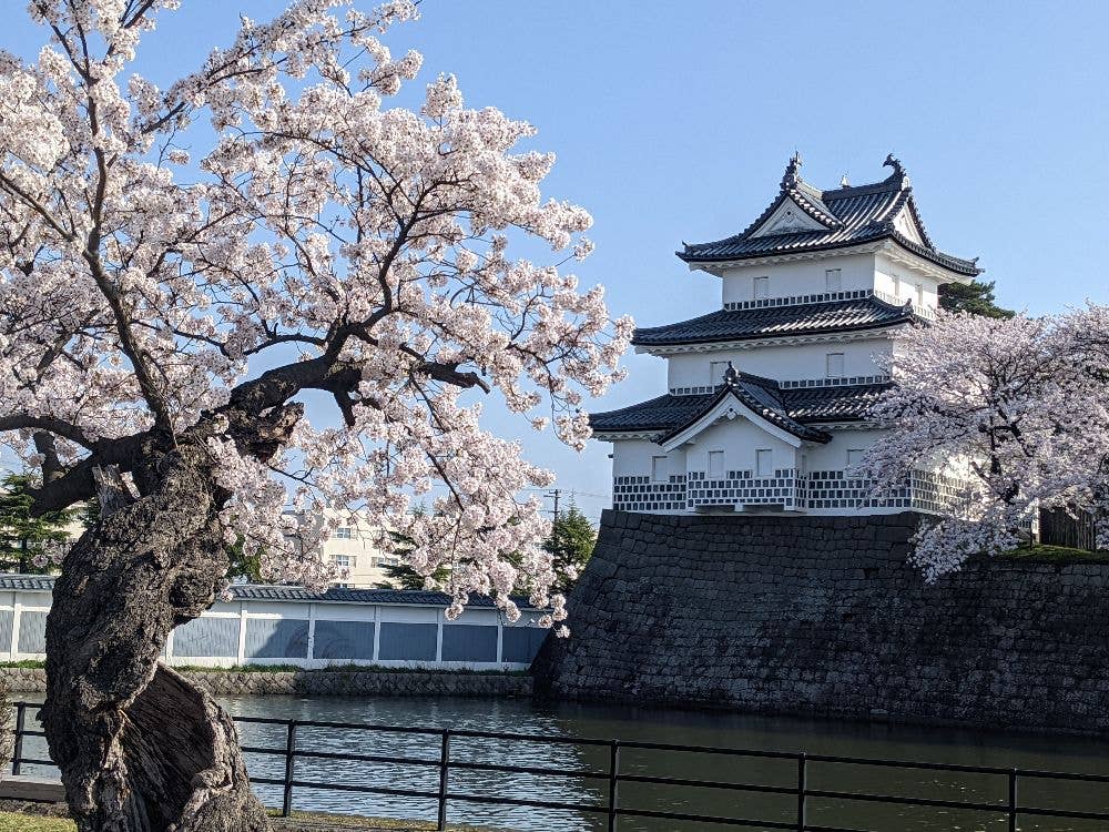 新発田城址公園の桜