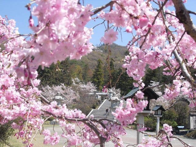 護国神社の桜