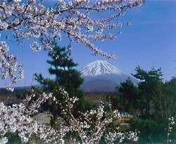 精進湖畔の桜