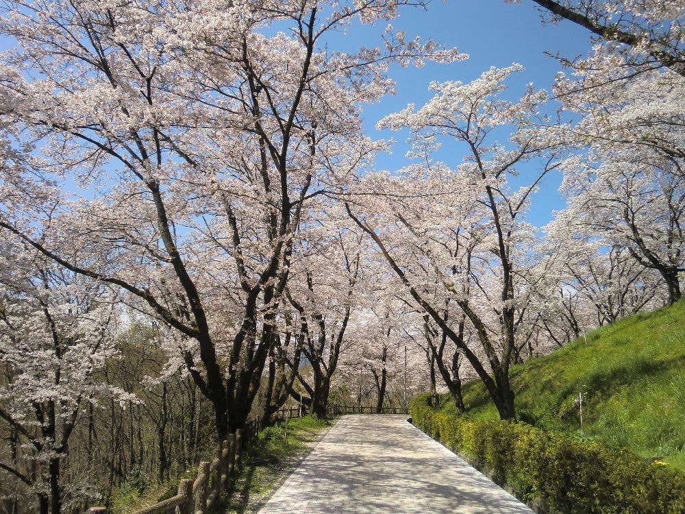 大法師公園の桜