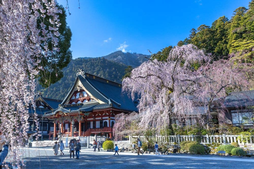 身延山久遠寺のしだれ桜