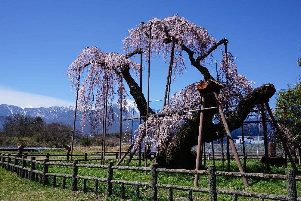 神田の大イトザクラの桜