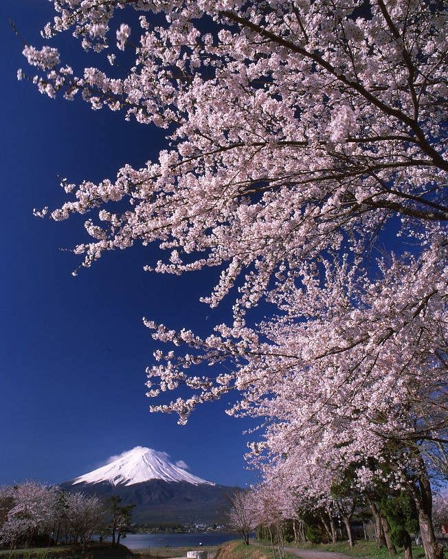 河口湖畔の桜