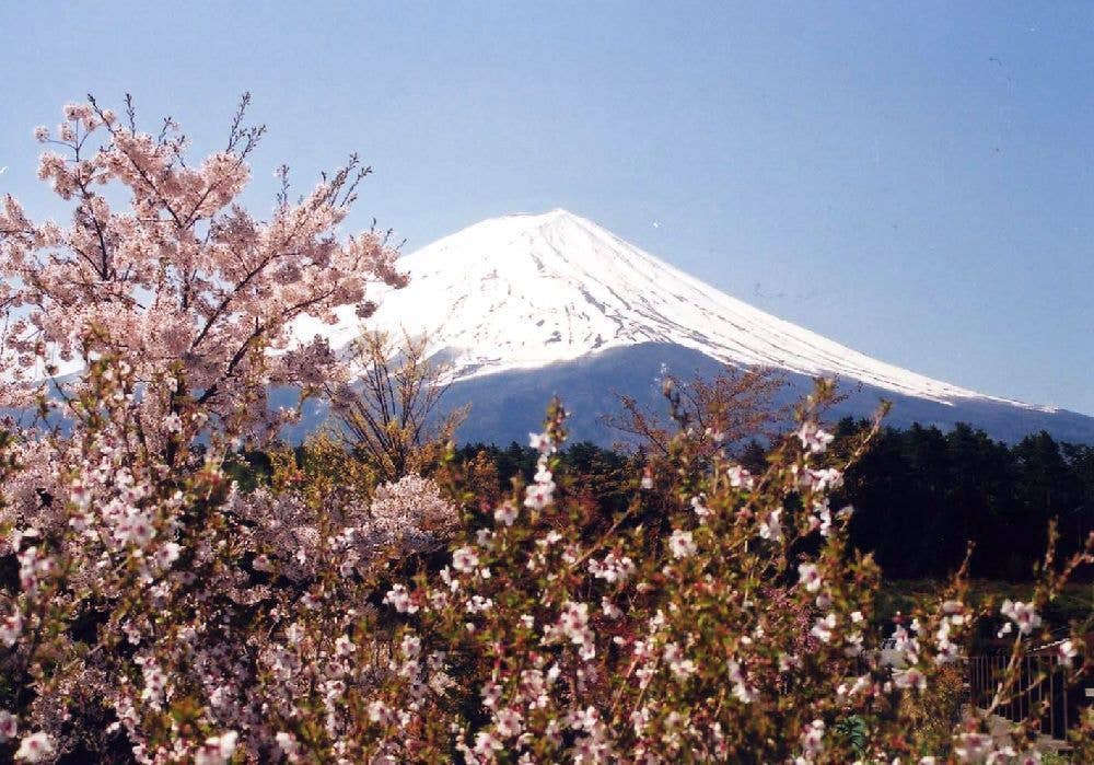 河口湖創造の森（フジザクラ）の桜