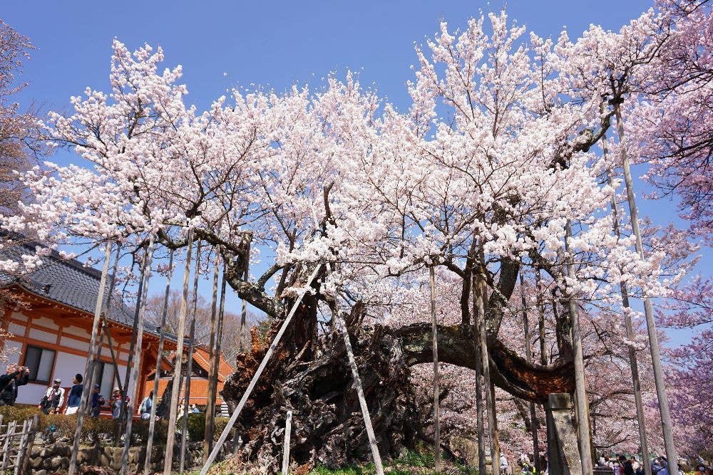 山高神代桜