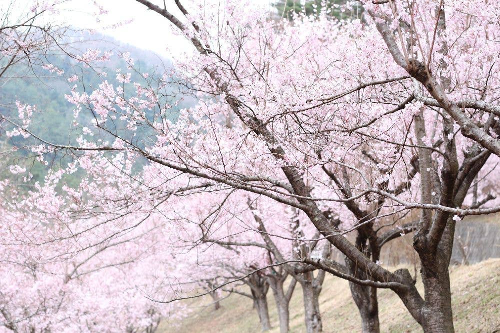 三ッ峠千本桜の里